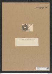 Actinoptychus szoboi Pant. (de-Toni-Nr.: Genus 227, Species 5534) Zeichnungen Sammlung Grunow Nr. 9565 (NHMW-BOT-W0379372)